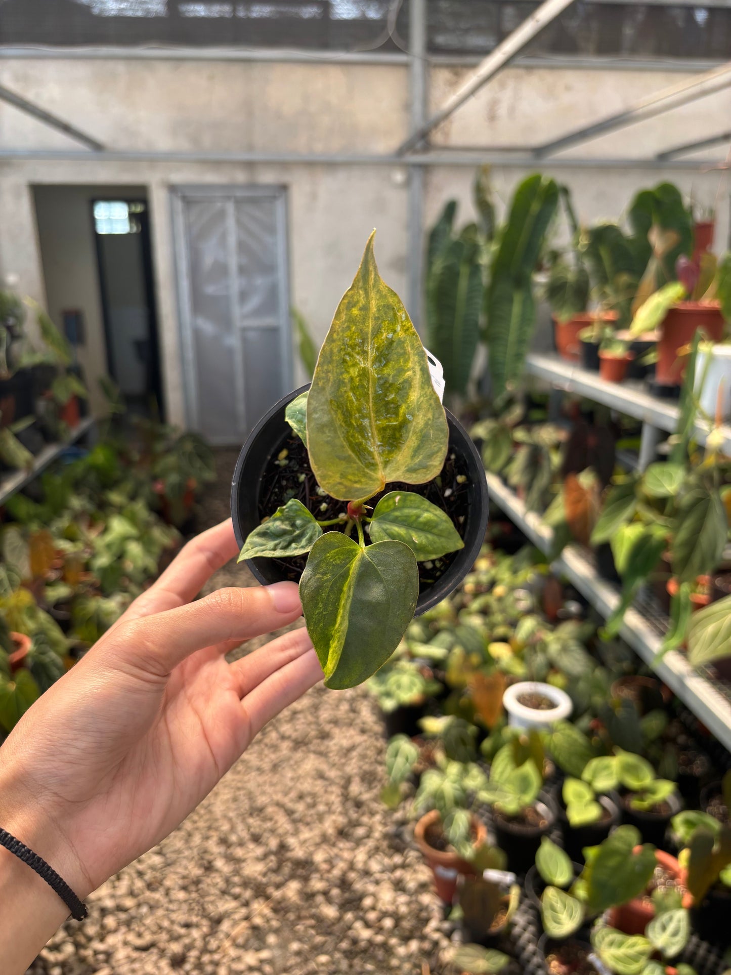 Anthurium Papillilaminum Variegated x Subsignatum — photo 5