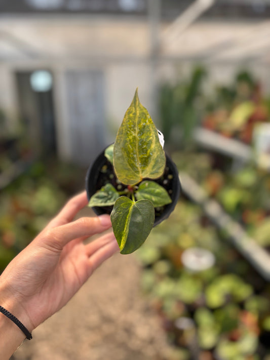 Anthurium Papillilaminum Variegated x Subsignatum — rare Indonesian plant