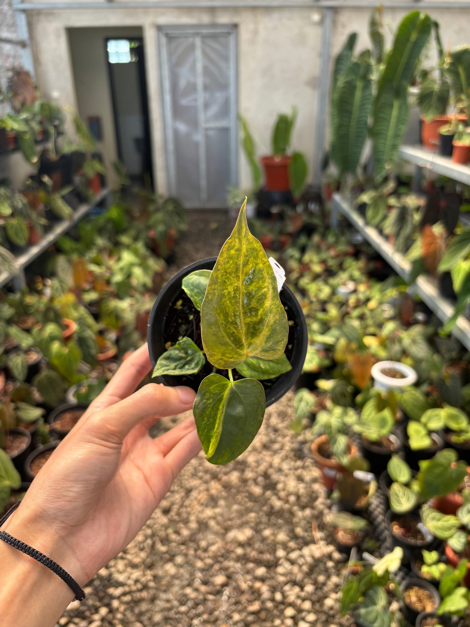 Anthurium Papillilaminum Variegated x Subsignatum — photo 3