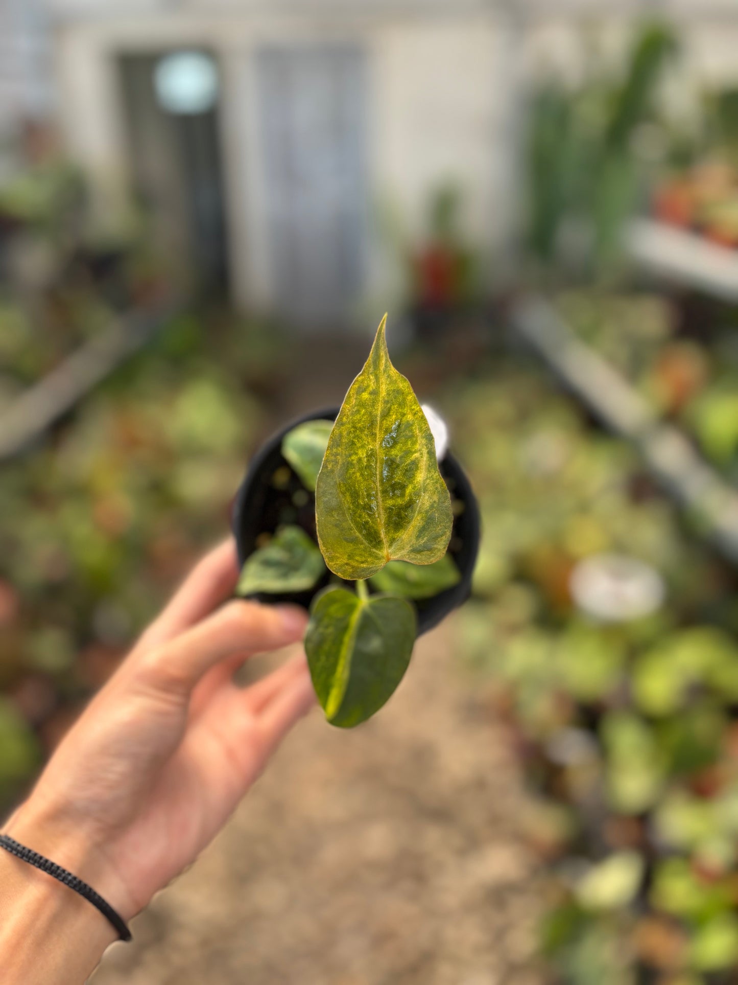 Anthurium Papillilaminum Variegated x Subsignatum — photo 2