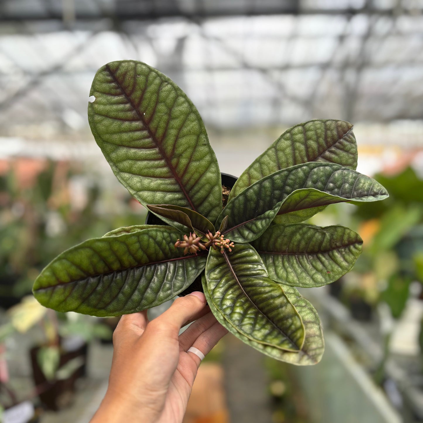Labisia Sp Malaysia — rare Indonesian plant