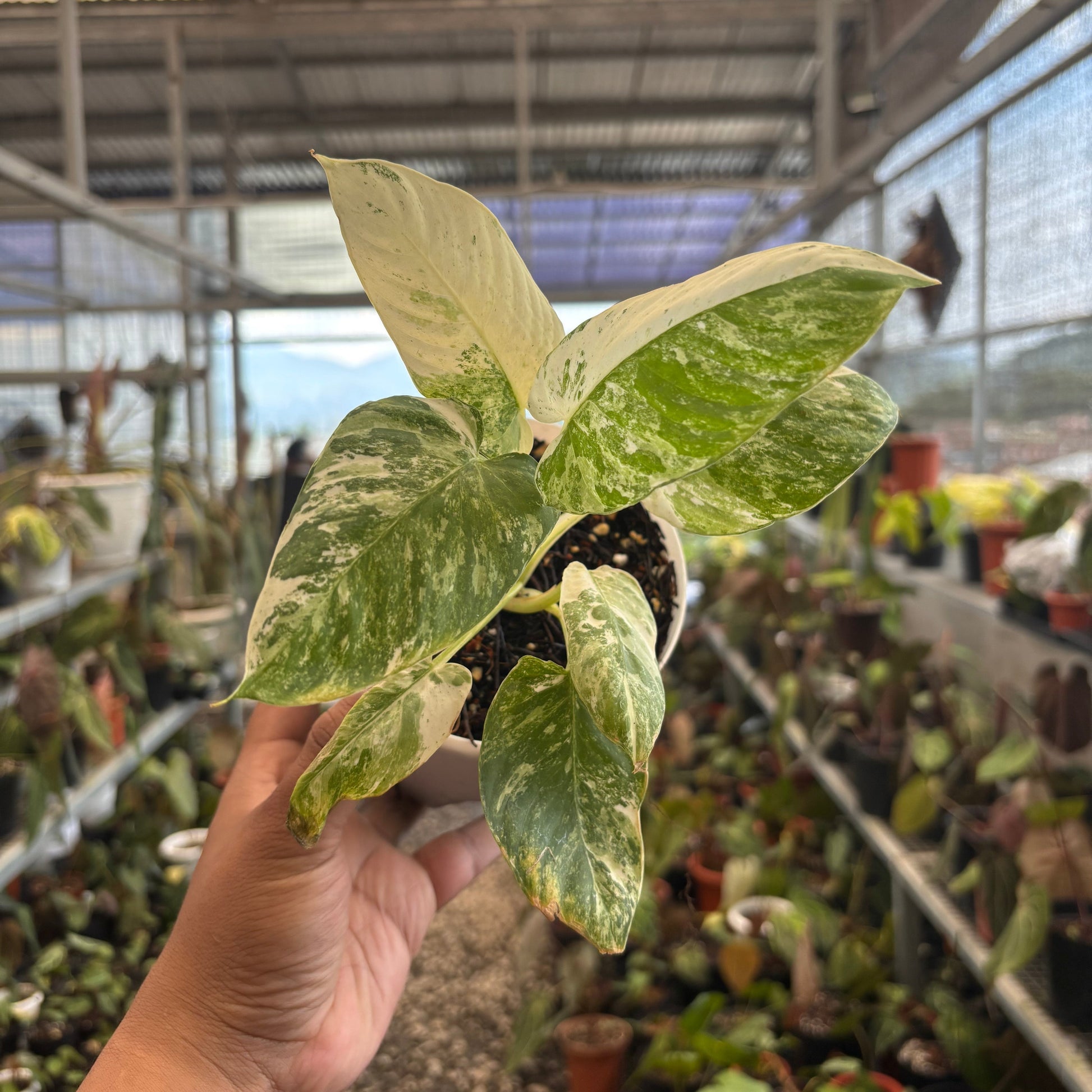 Homalomena sp Borneo Variegated — photo 6