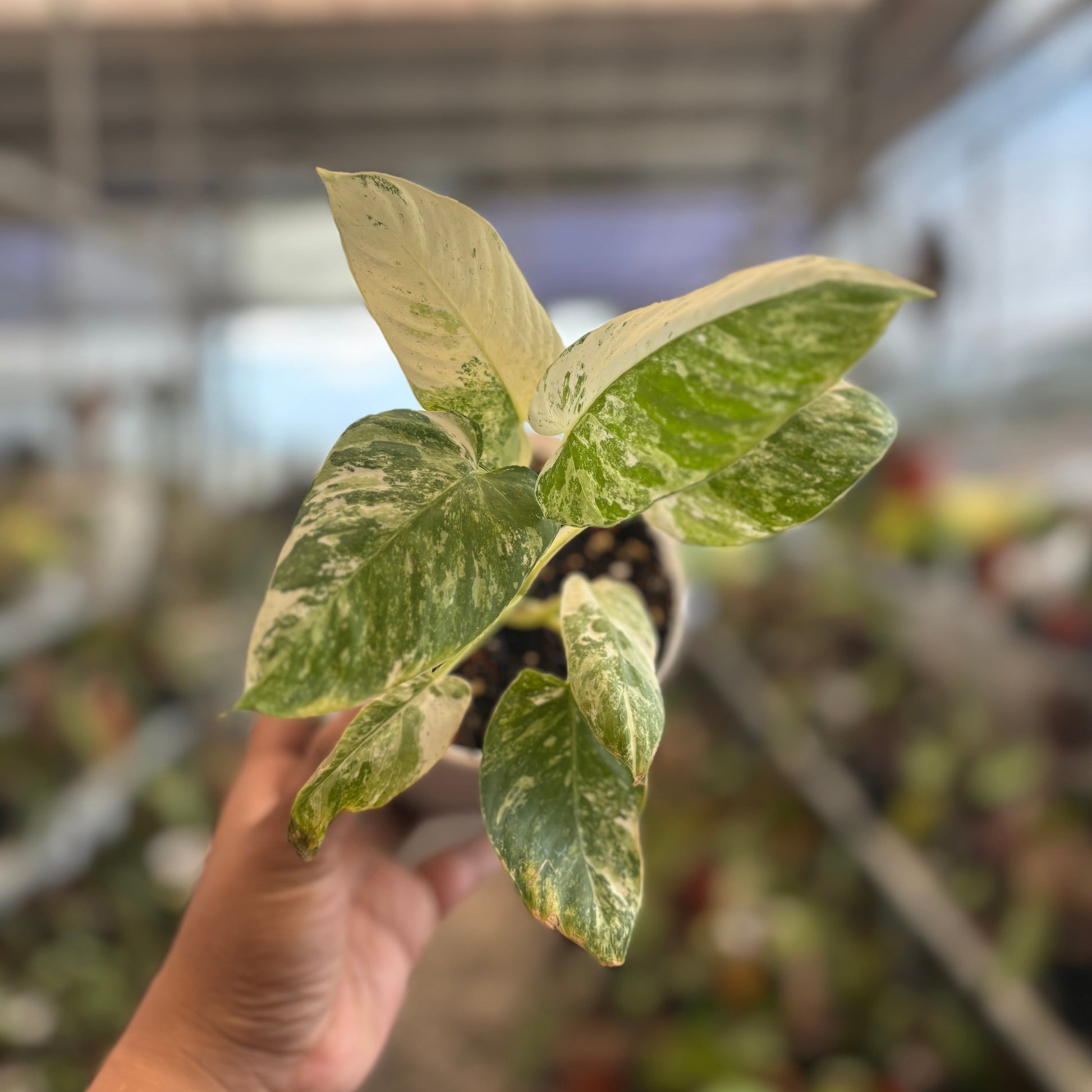 Homalomena sp Borneo Variegated — rare Indonesian plant