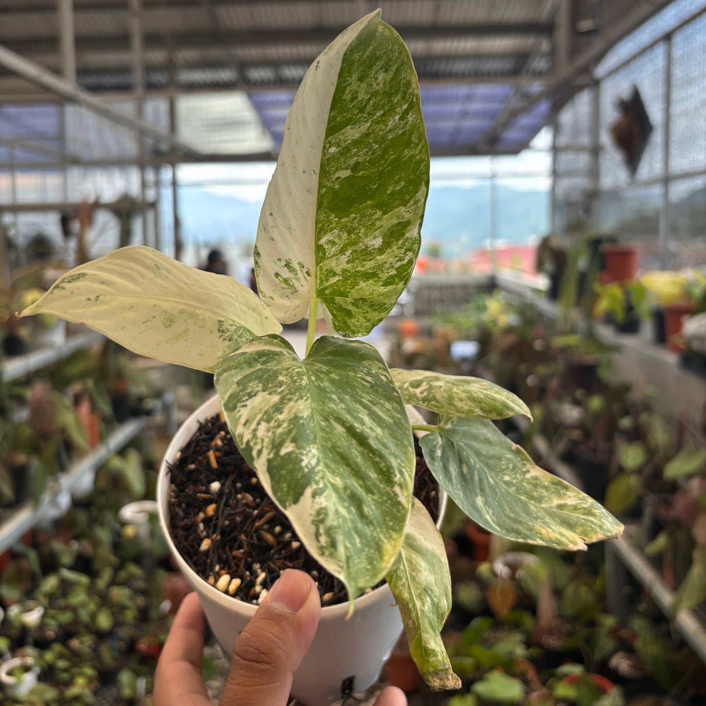 Homalomena sp Borneo Variegated — photo 3
