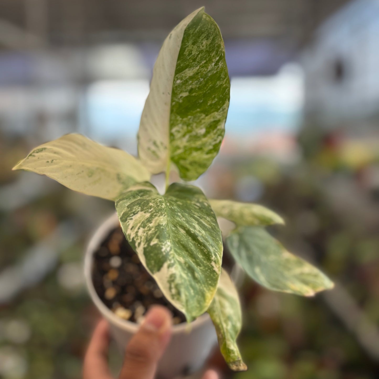 Homalomena sp Borneo Variegated — photo 2
