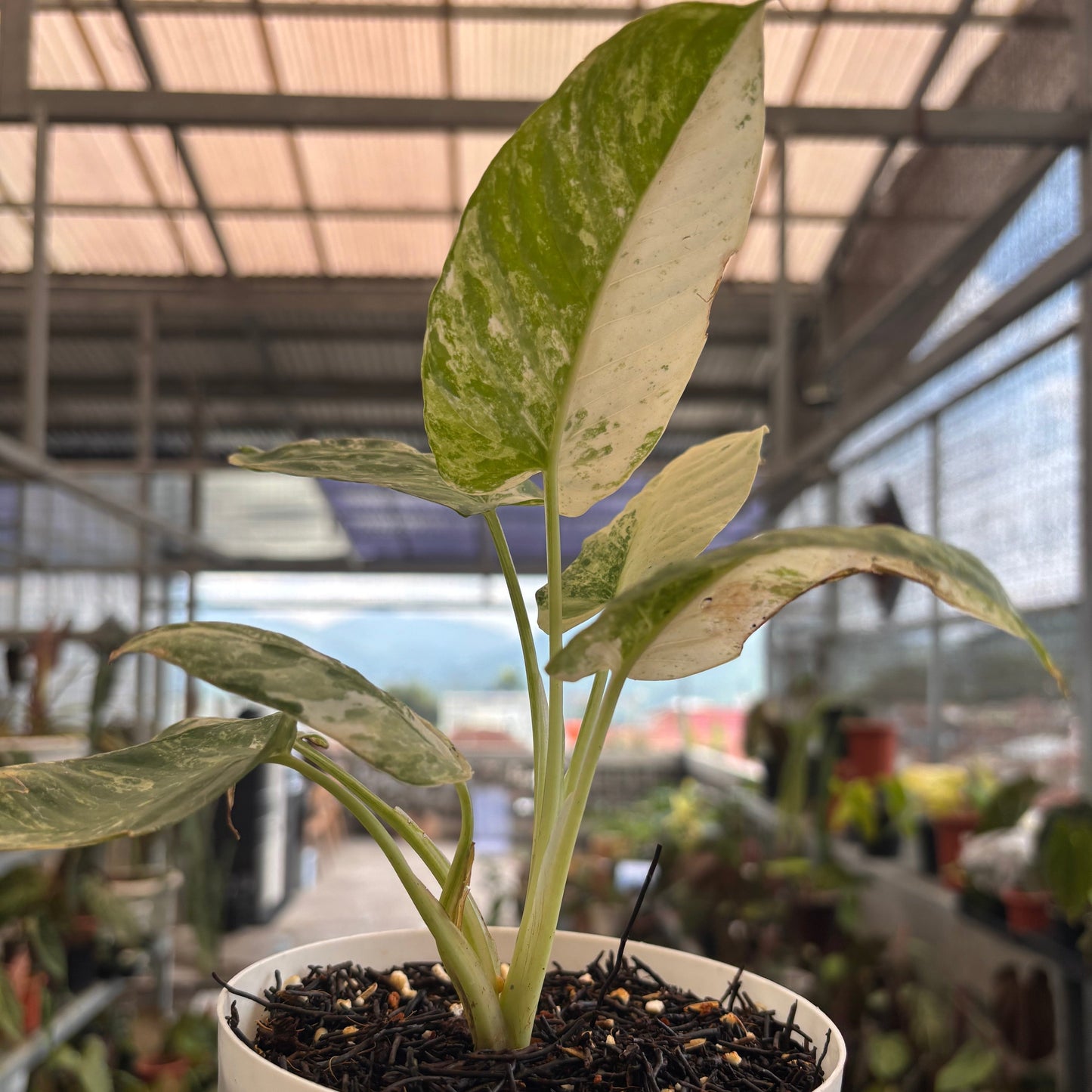 Homalomena sp Borneo Variegated — photo 4