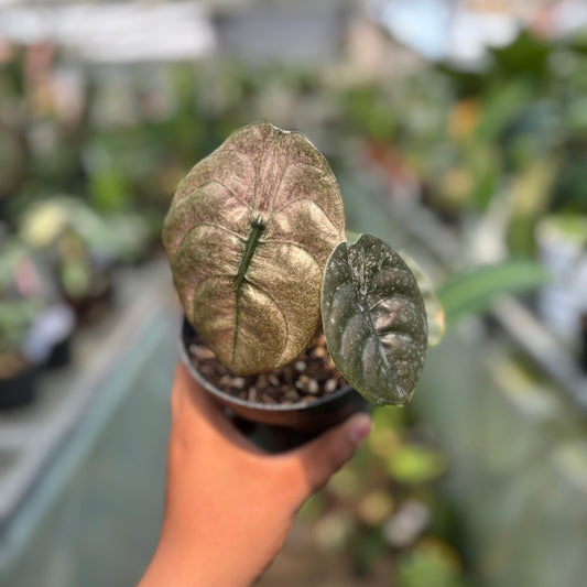 Alocasia Cuprea Variegated — rare Indonesian plant
