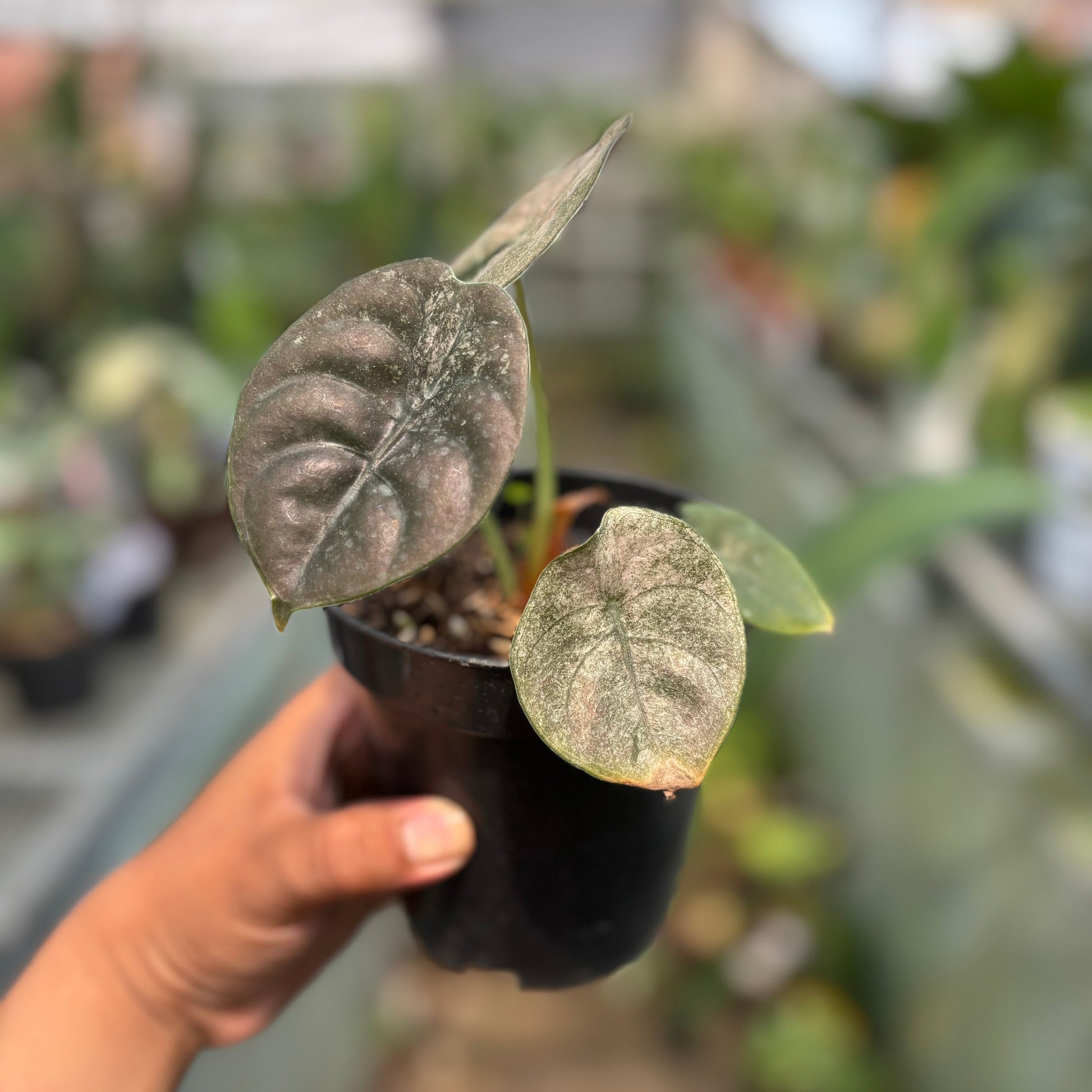 Alocasia Cuprea Variegated — photo 2