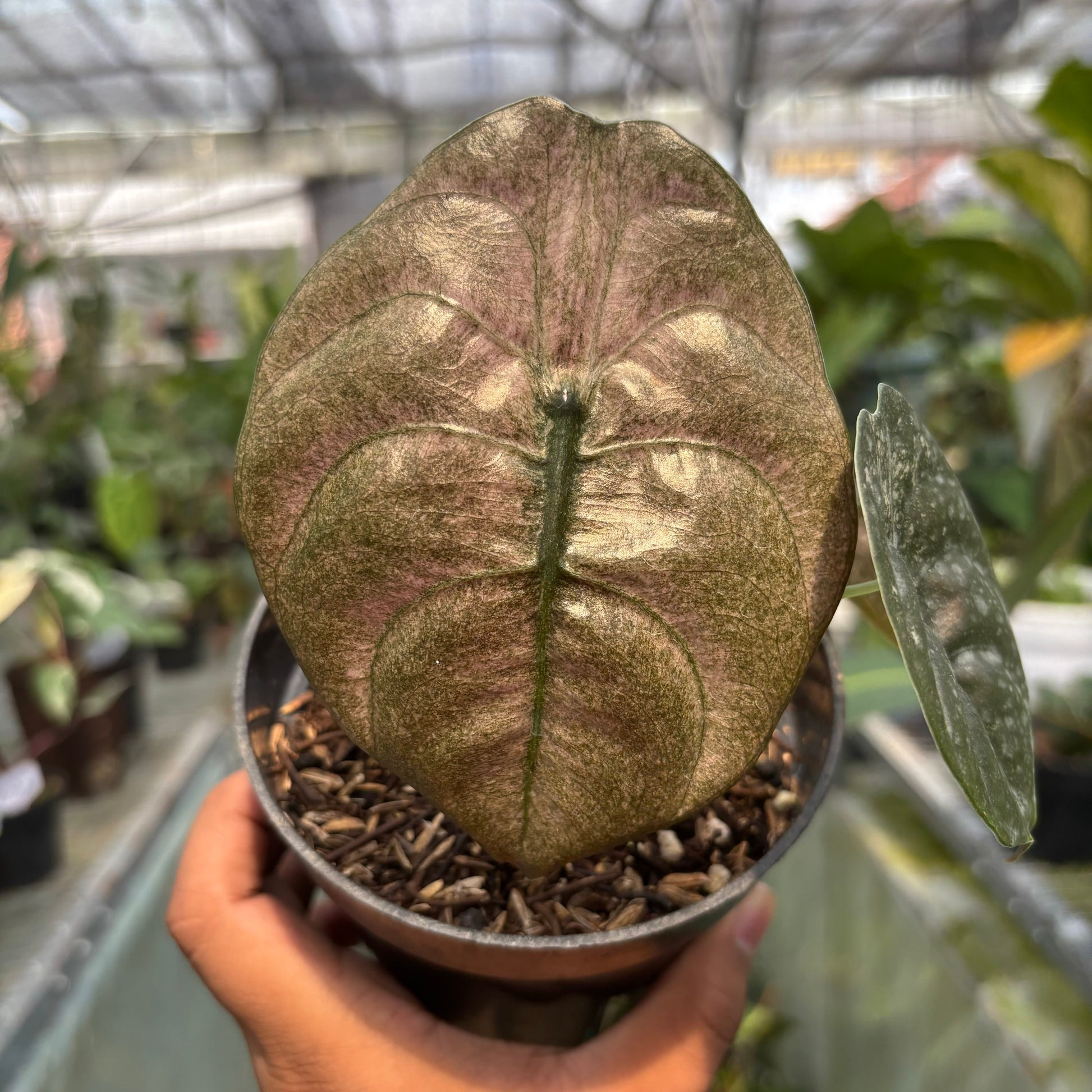 Alocasia Cuprea Variegated — photo 3