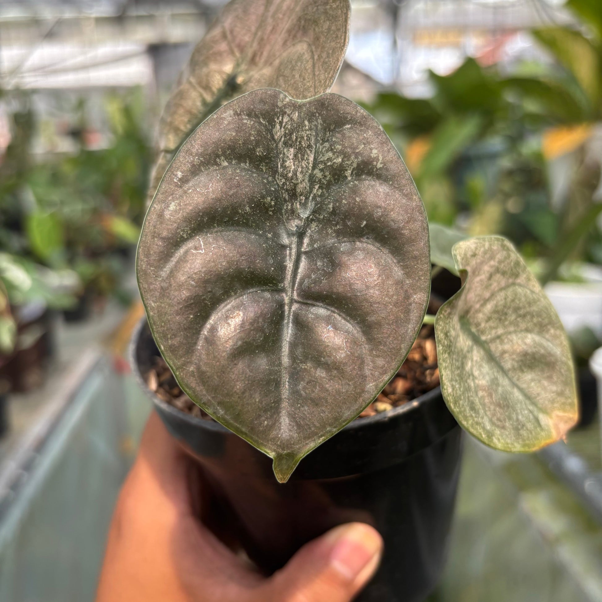 Alocasia Cuprea Variegated — photo 4
