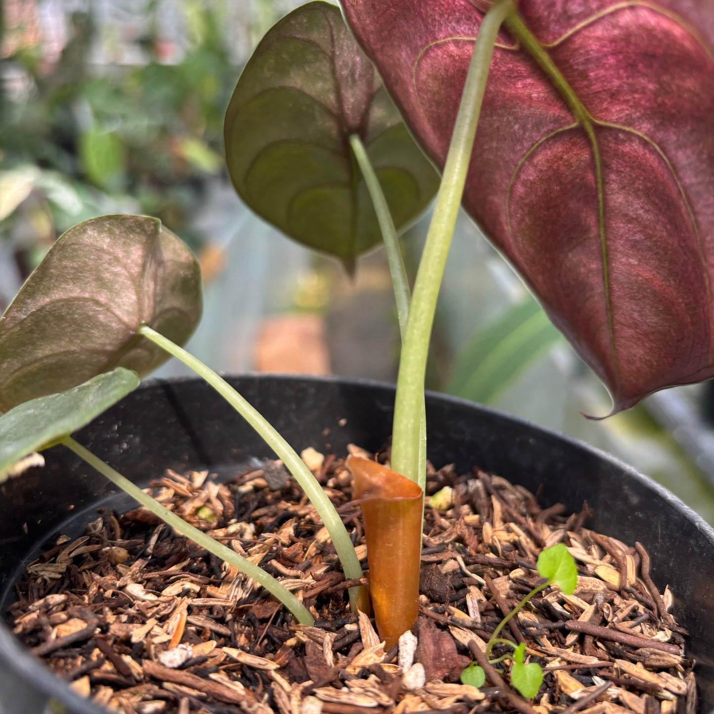 Alocasia Cuprea Variegated — photo 5