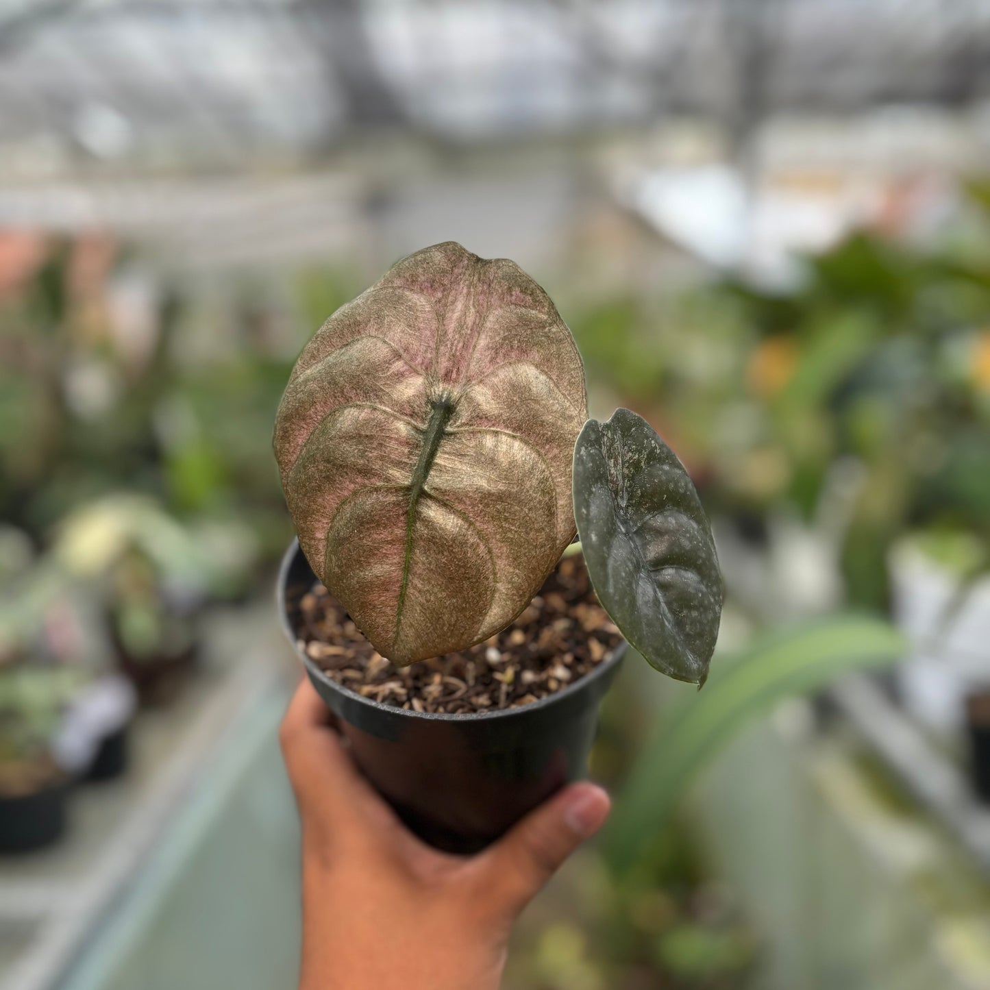 Alocasia Cuprea Variegated — photo 6