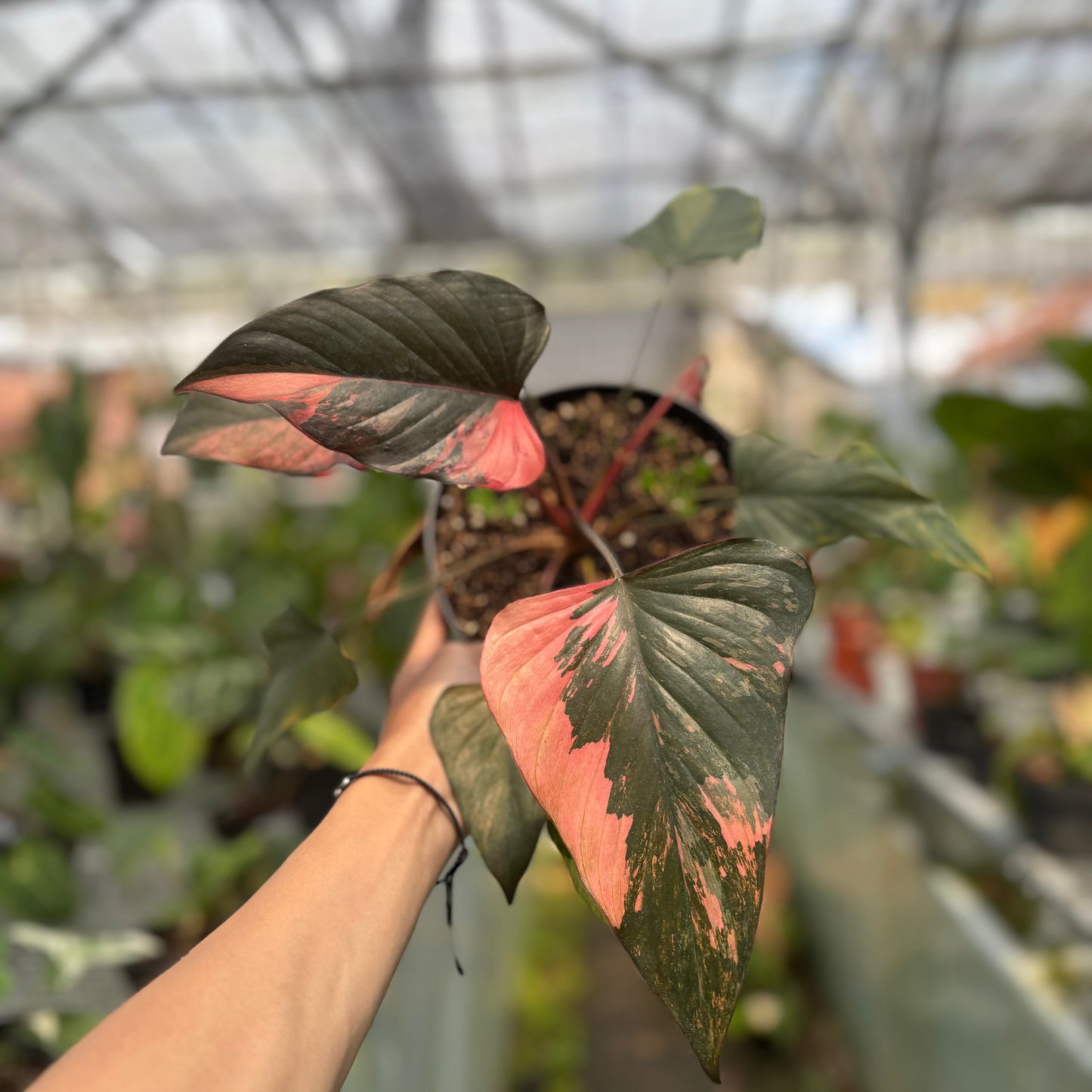 Homalomena pink diamond — photo 2