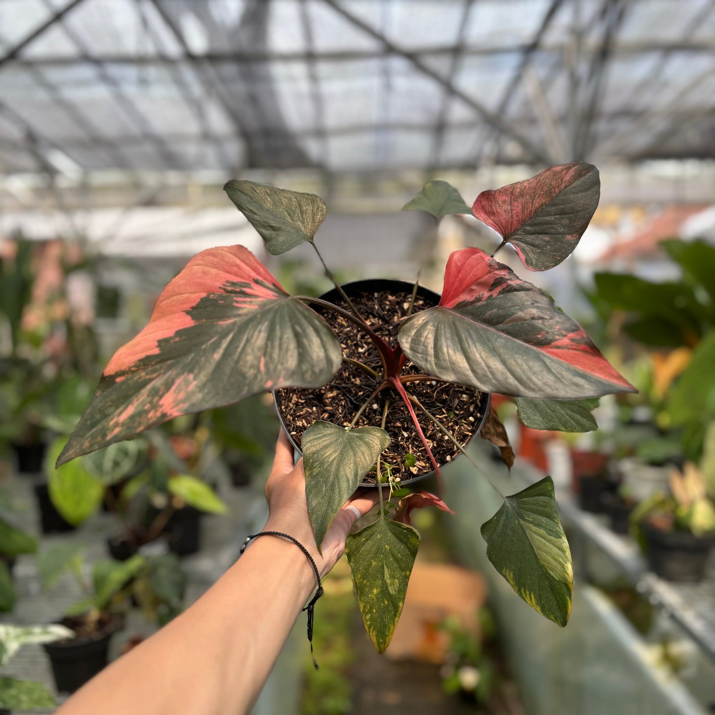 Homalomena pink diamond — rare Indonesian plant