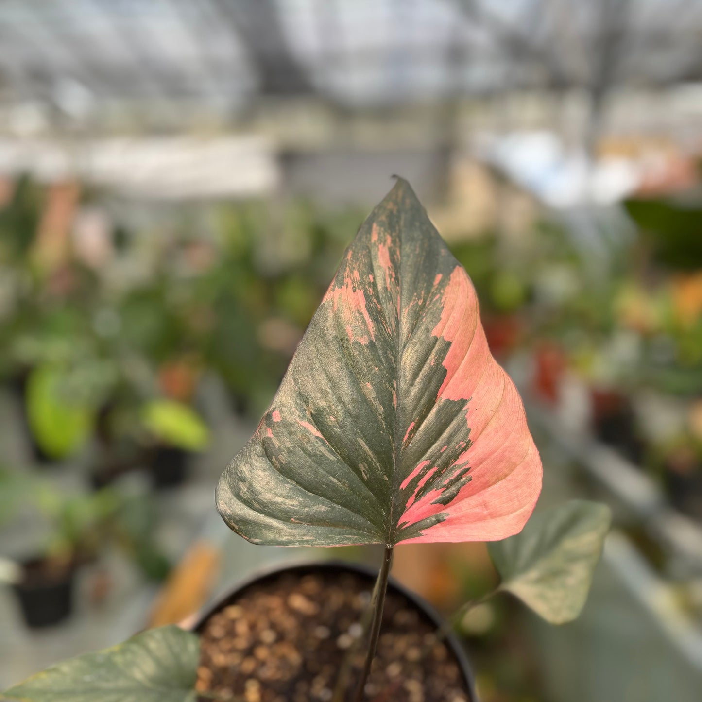Homalomena pink diamond — photo 3