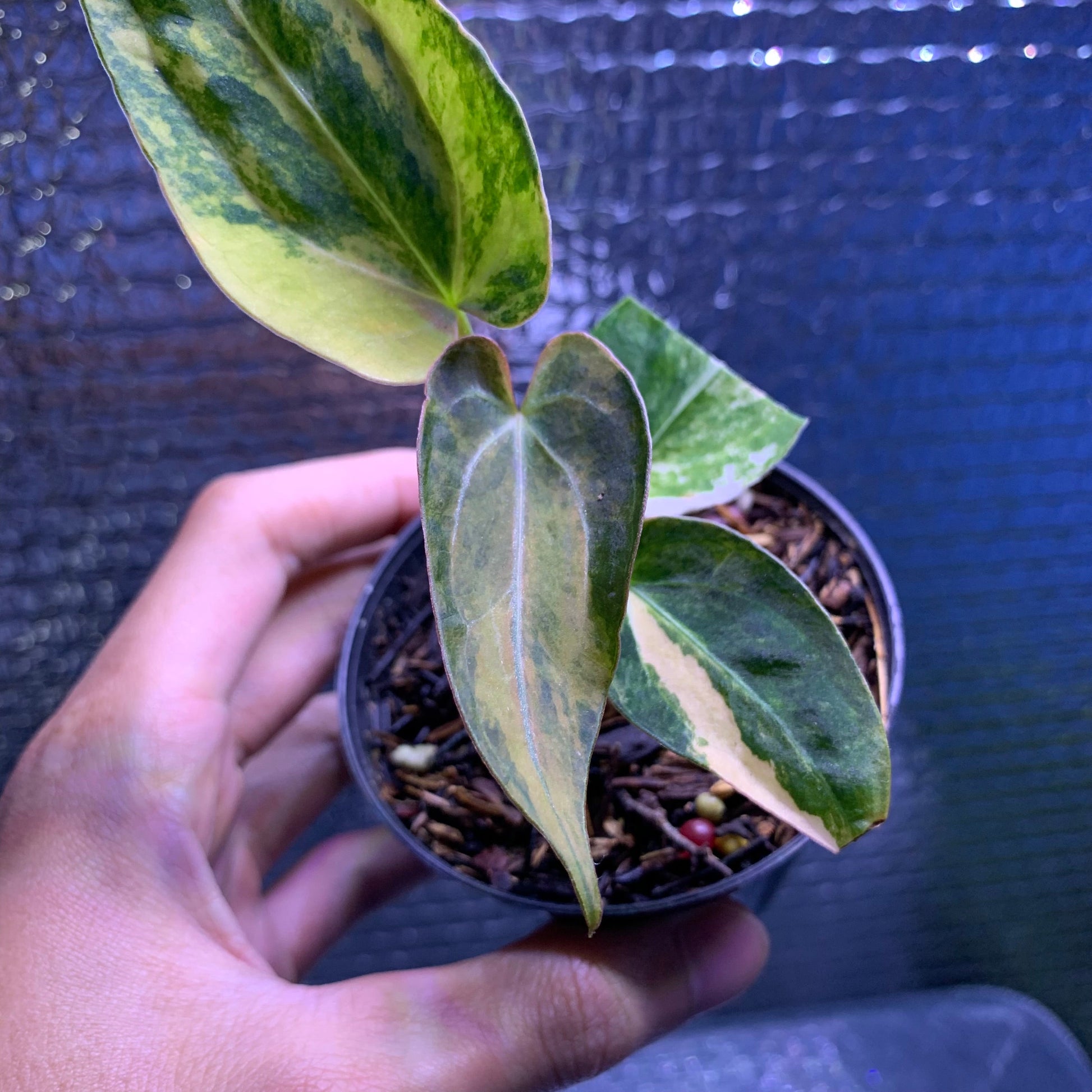 Anthurium Silver Butterfly x Michelle Variegated — photo 3