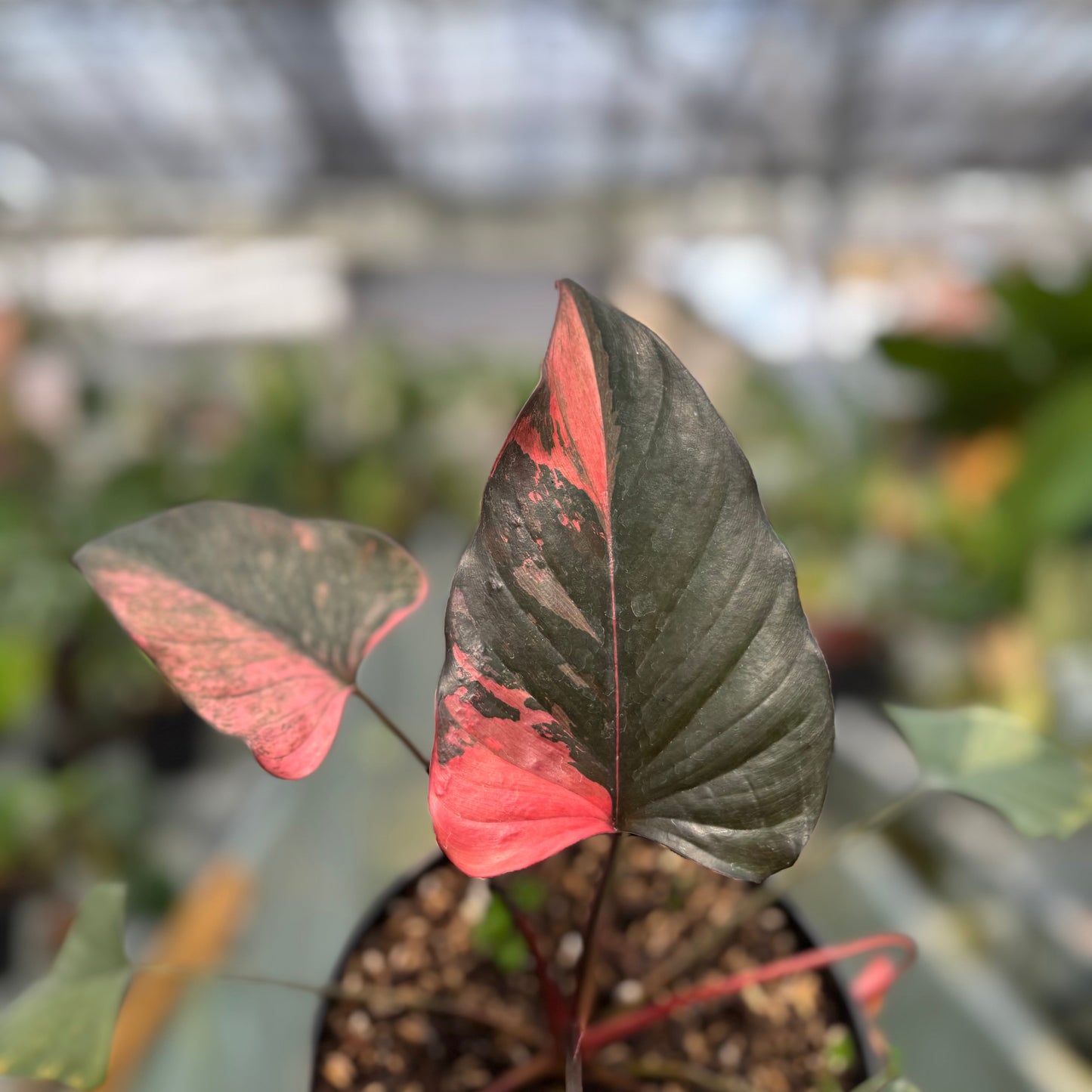 Homalomena pink diamond — photo 4