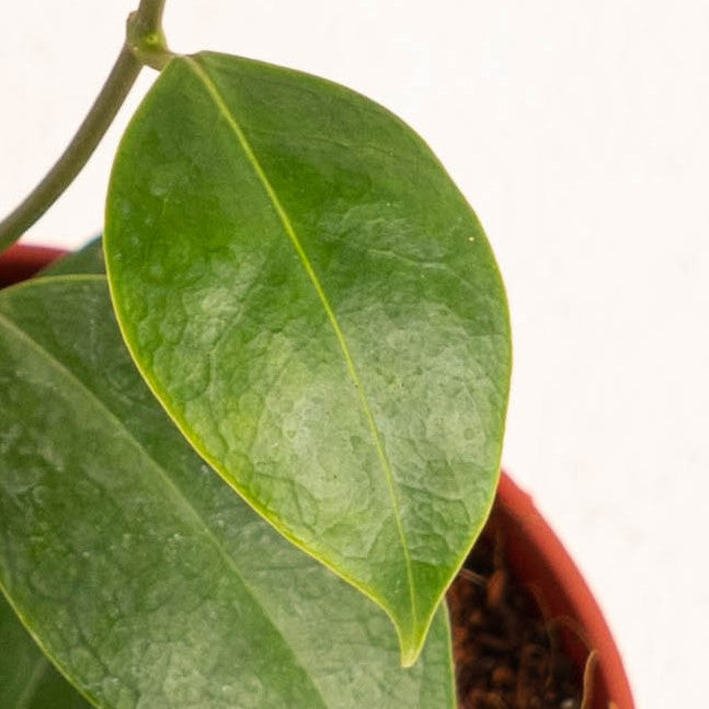 Hoya Paziae