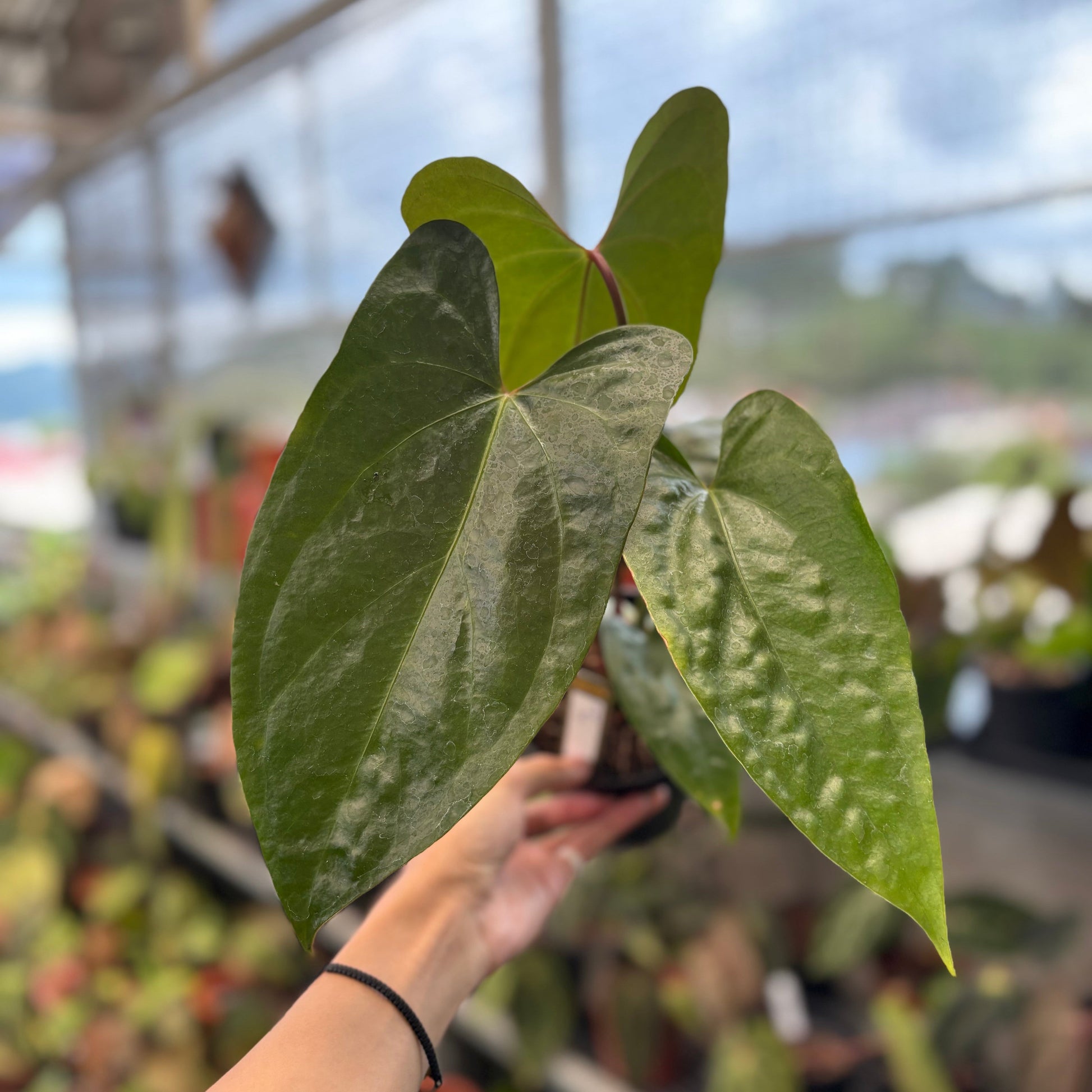 Anthurium SP Napo Hybrid - Indonesian Rare Plants