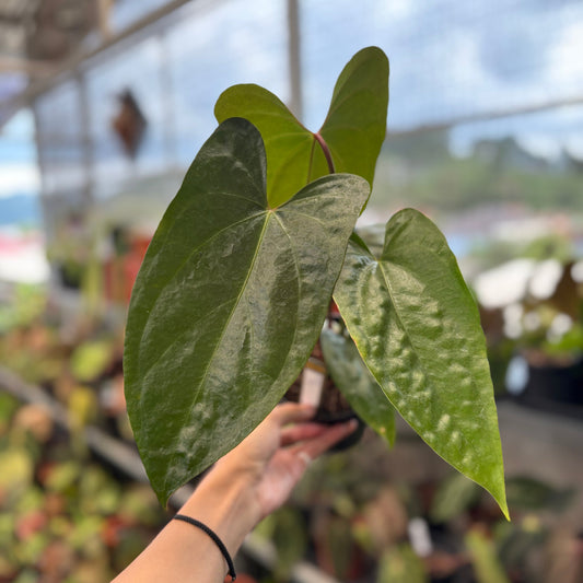 Anthurium SP Napo Hybrid - Indonesian Rare Plants