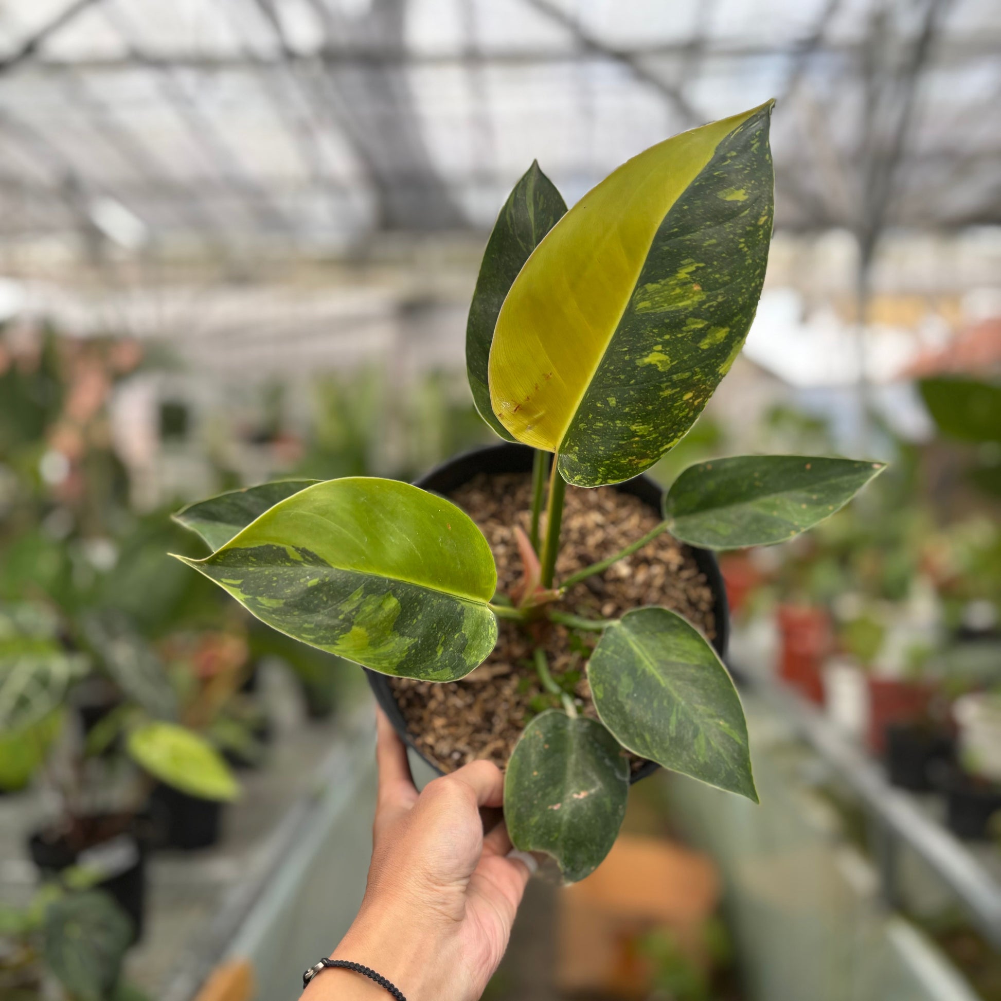 Philodendron Green Congo Marble Variegated — rare Indonesian plant