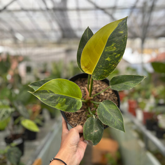 Philodendron Green Congo Marble Variegated — rare Indonesian plant