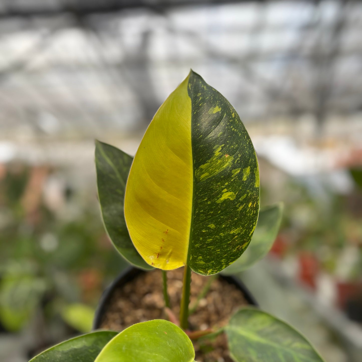 Philodendron Green Congo Marble Variegated — photo 2