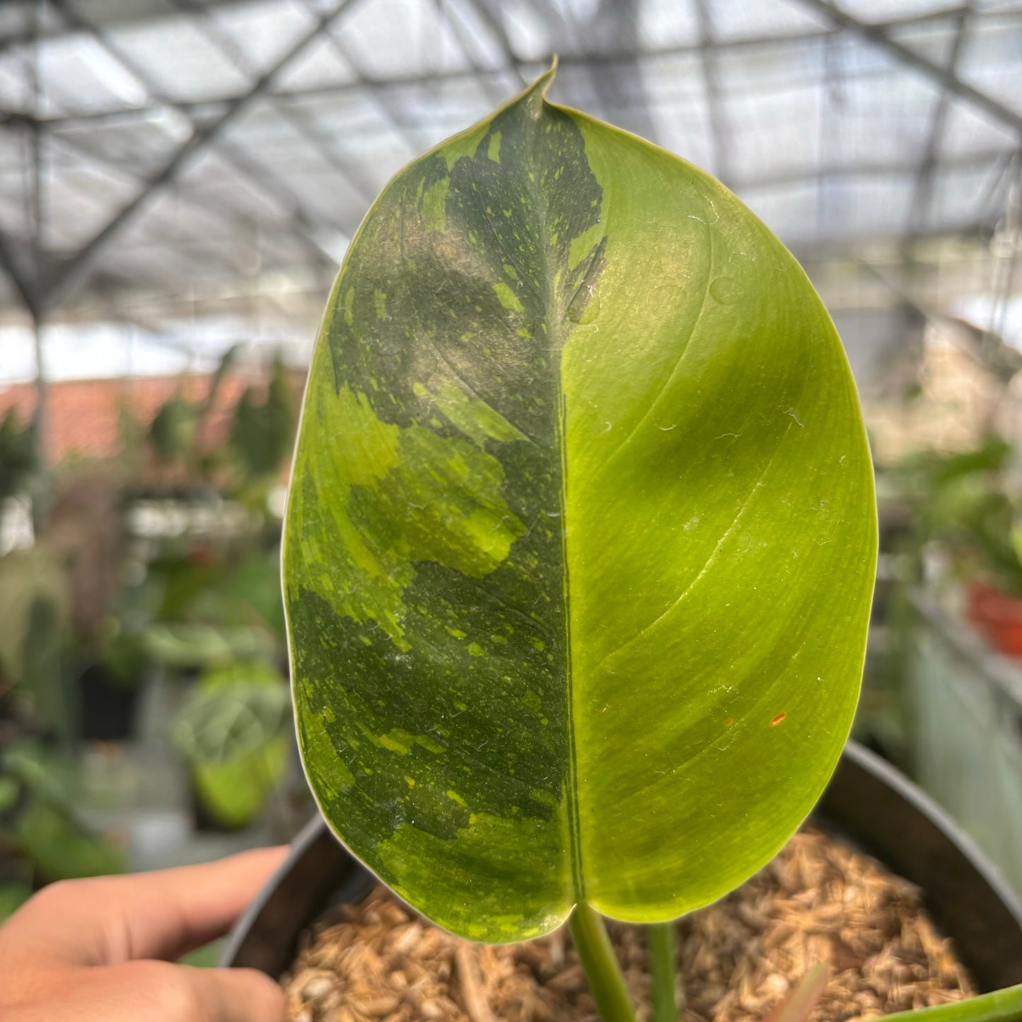 Philodendron Green Congo Marble Variegated — photo 3
