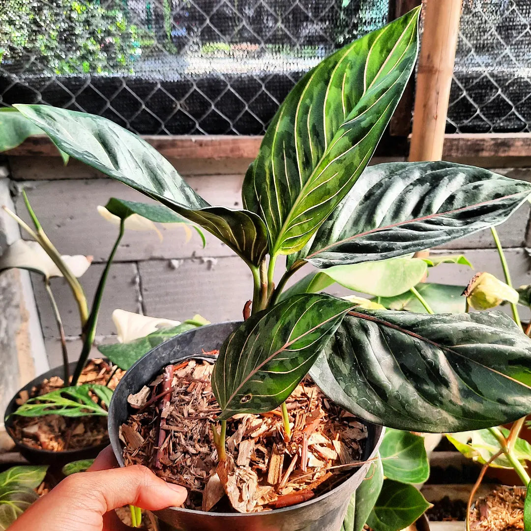 Aglaonema Red Army Tricolor — photo 2