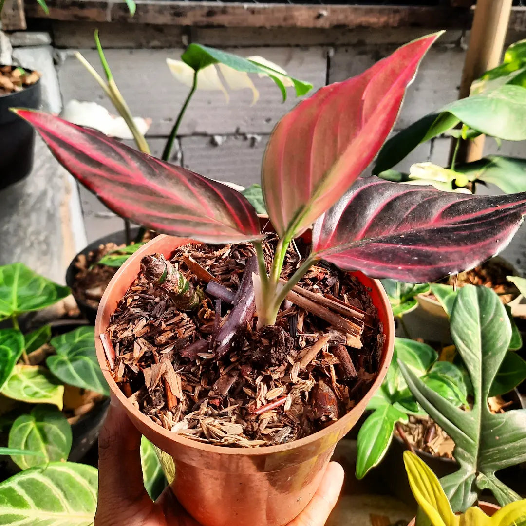 Aglaonema Red Vein — rare Indonesian plant