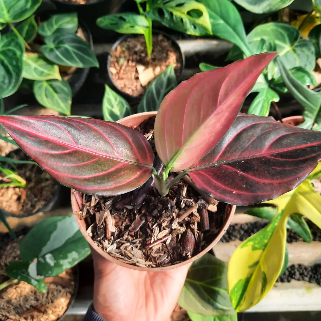 Aglaonema Red Vein — photo 2