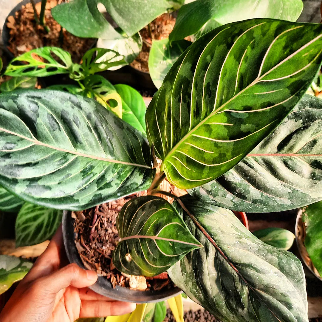 Aglaonema Red Army Tricolor — photo 3