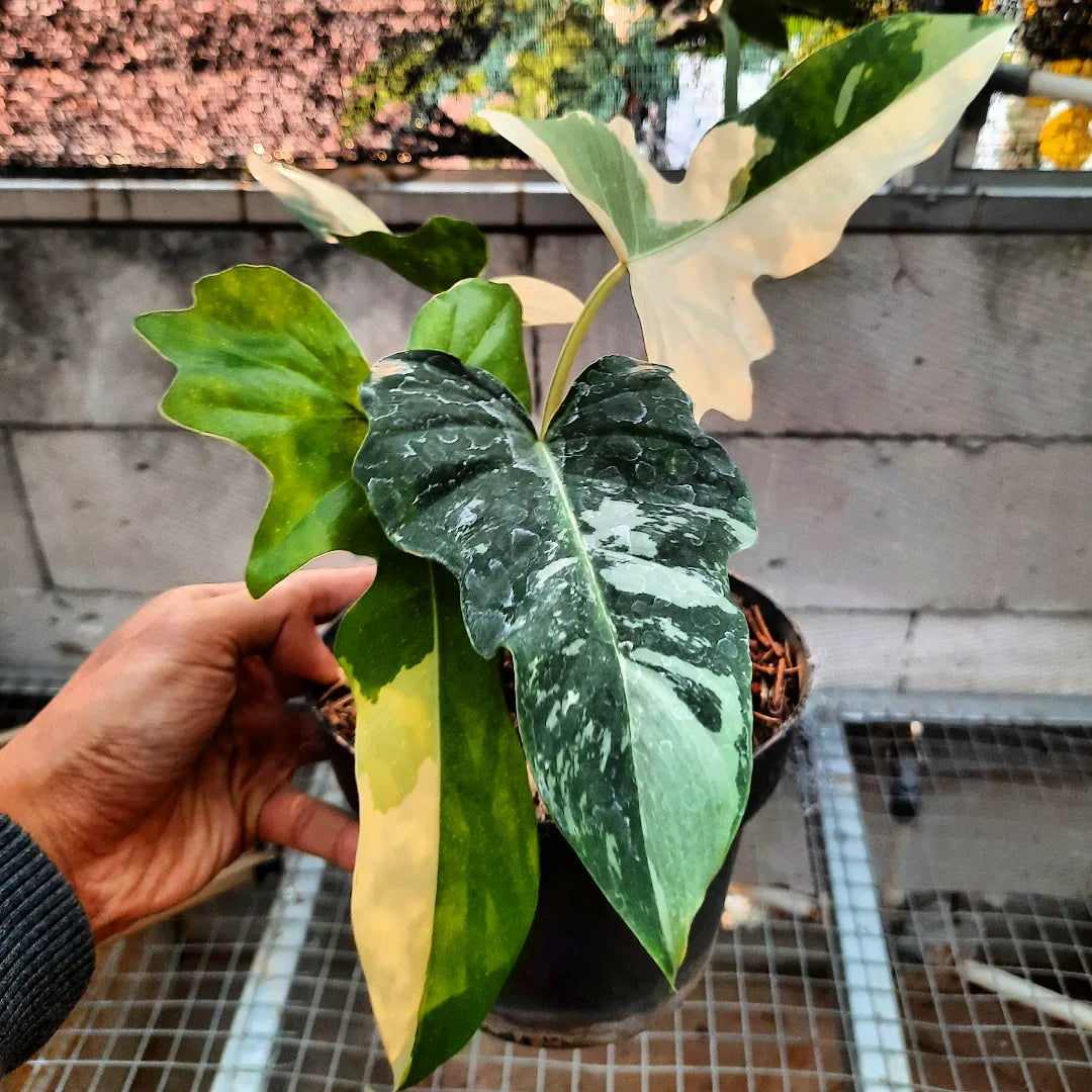 Philodendron Golden Dragon Variegated — rare Indonesian plant