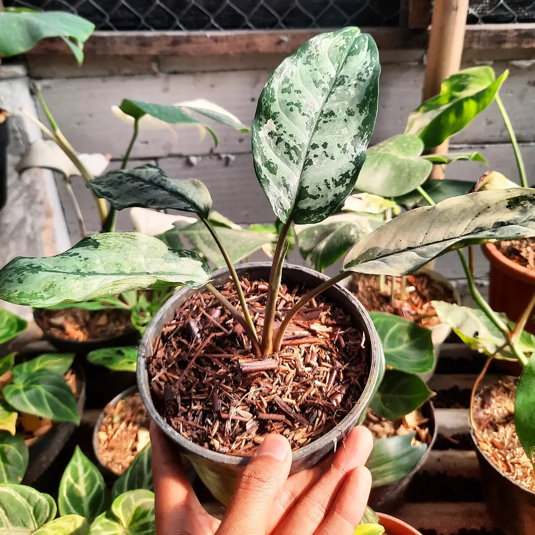 Aglaonema Commutatum Variegated — rare Indonesian plant
