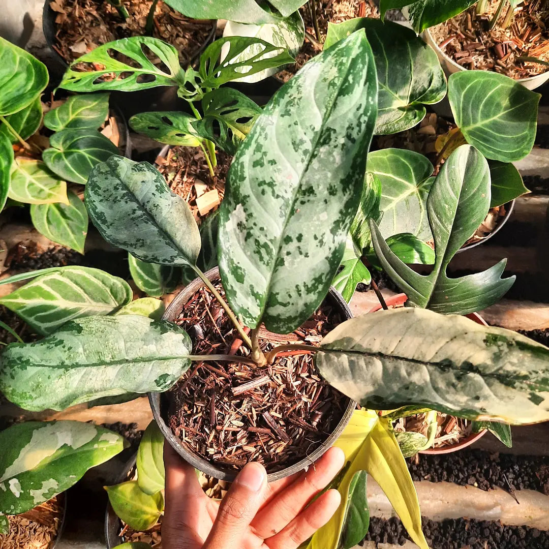 Aglaonema Commutatum Variegated — photo 2