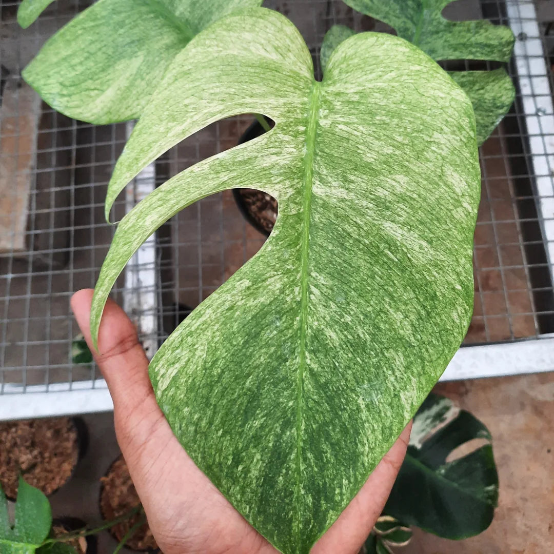 Monstera White Mint — photo 2