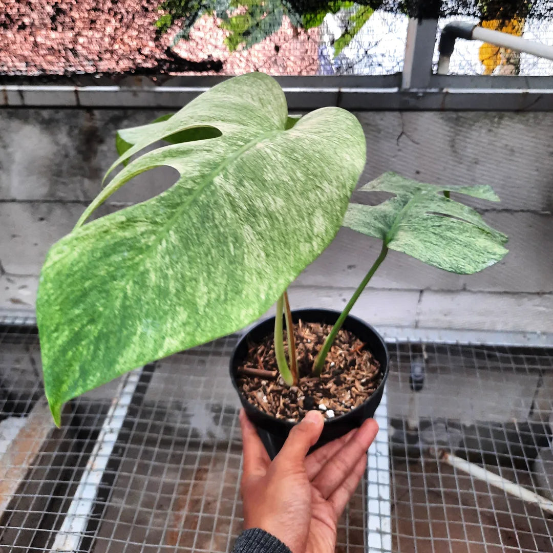 Monstera White Mint — rare Indonesian plant