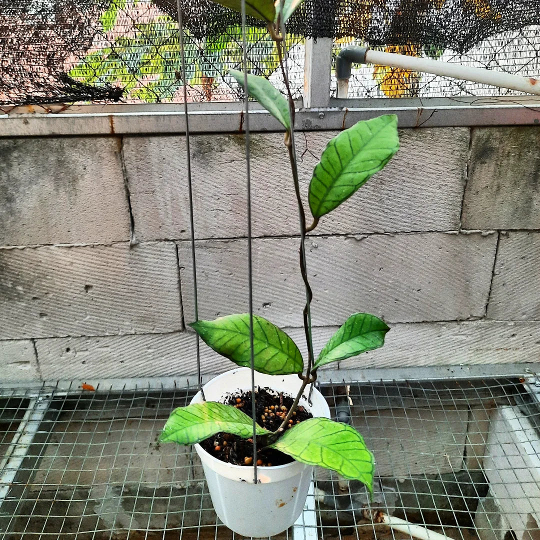 Hoya Gunung Gading — rare Indonesian plant