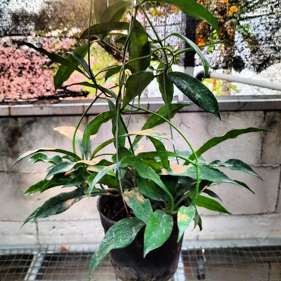 Hoya Griffithii — rare Indonesian plant