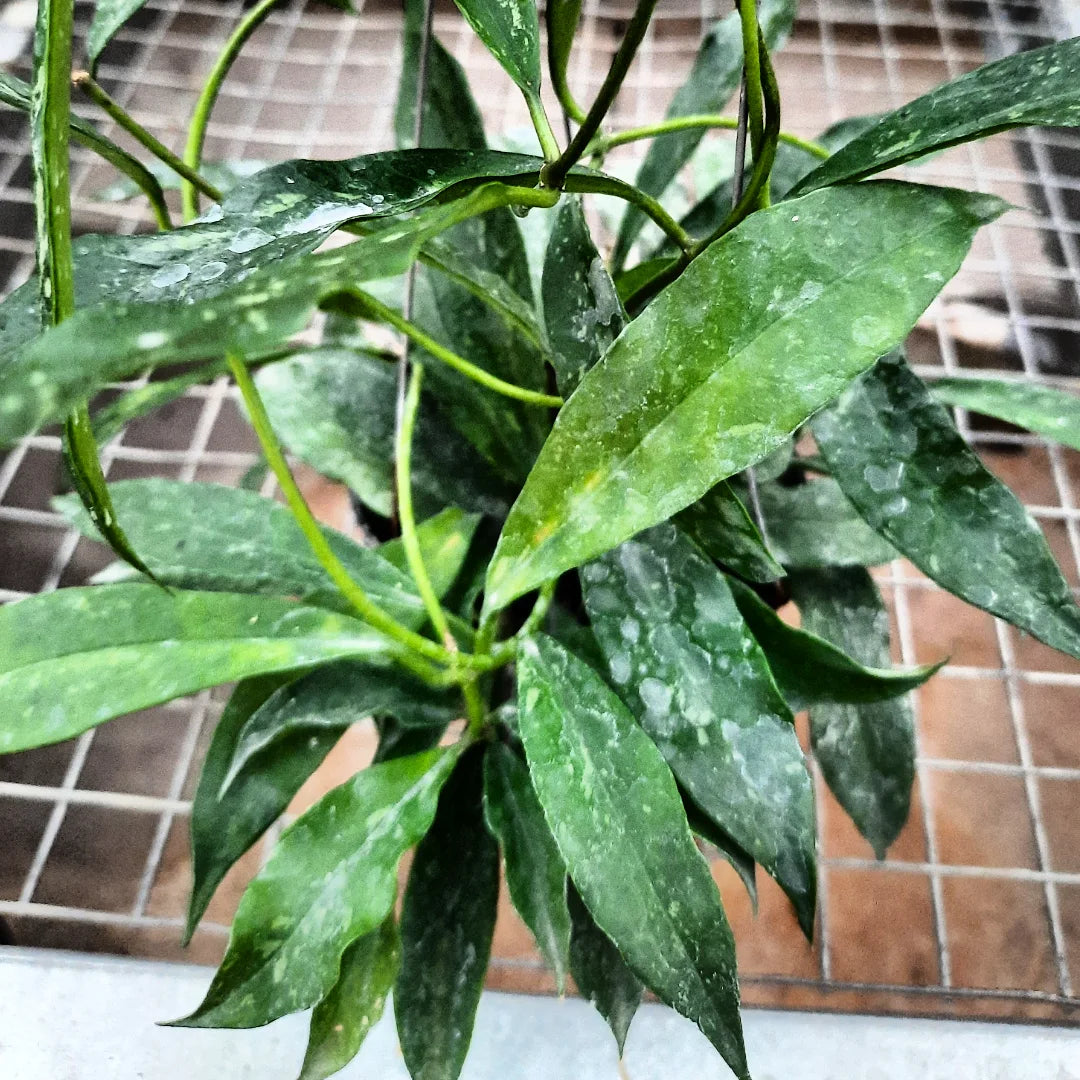 Hoya Griffithii — photo 2