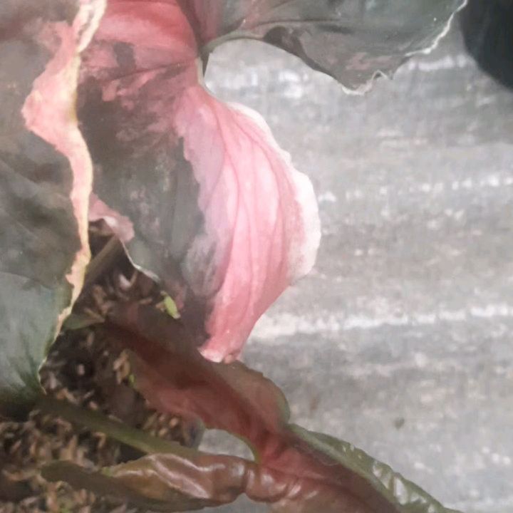 Syngonium Strawberry Ice Galaxy — photo 2