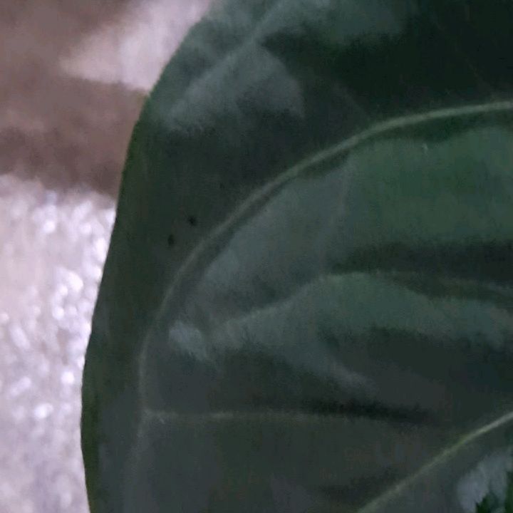 Anthurium X-One — photo 2