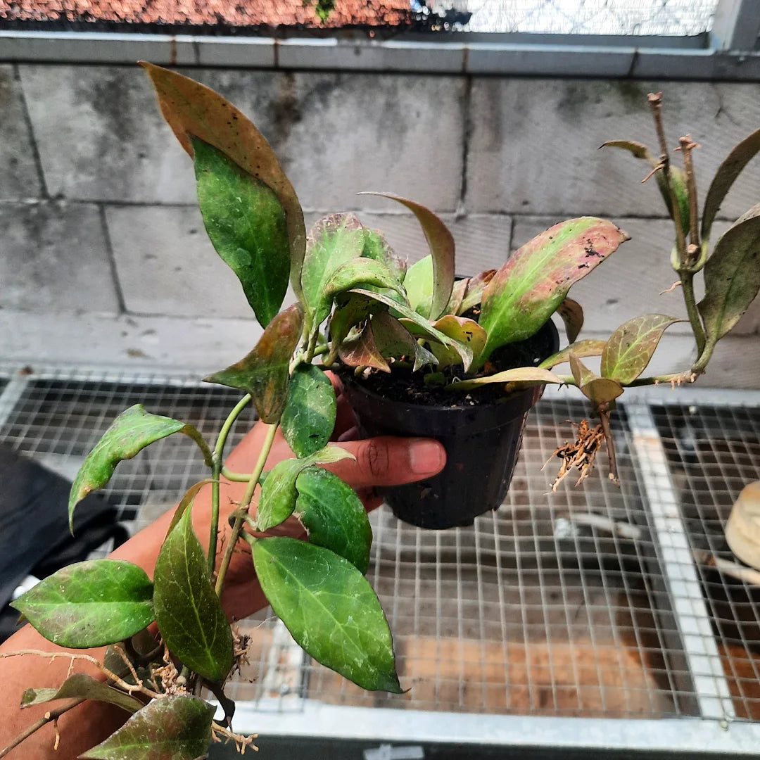 Hoya CV Sunrise — rare Indonesian plant