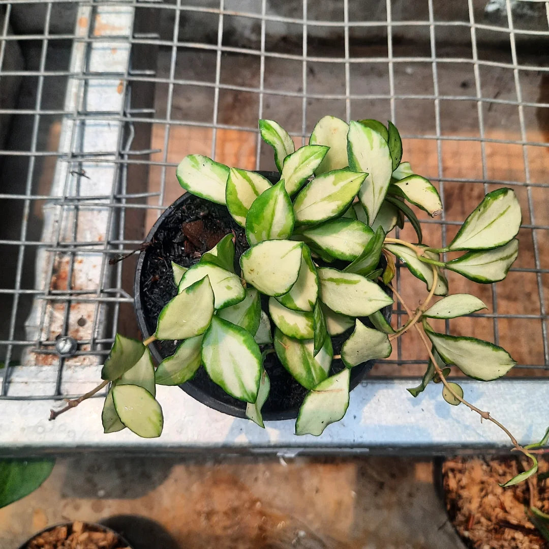 Hoya Heuscheliana — photo 2