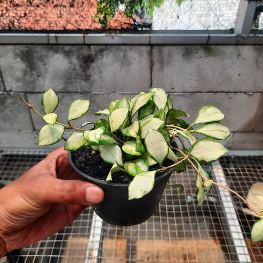Hoya Heuscheliana — rare Indonesian plant