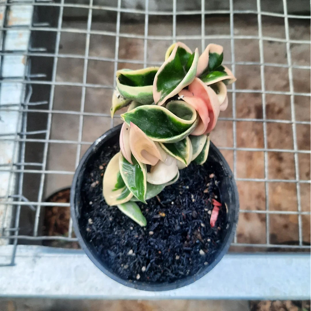 Hoya Compacta Regalis Variegated Long — photo 2