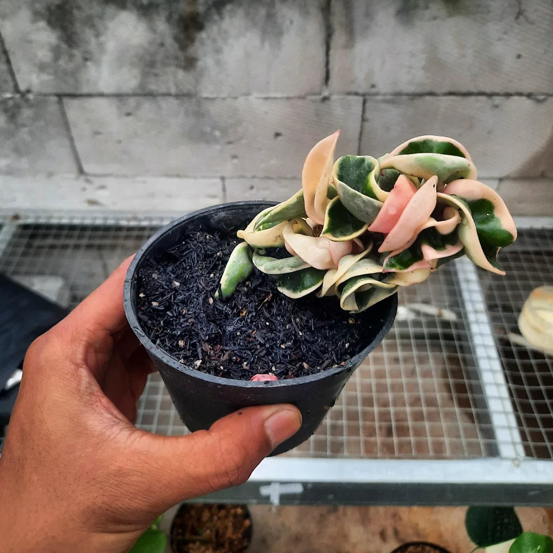 Hoya Compacta Regalis Variegated Long — rare Indonesian plant