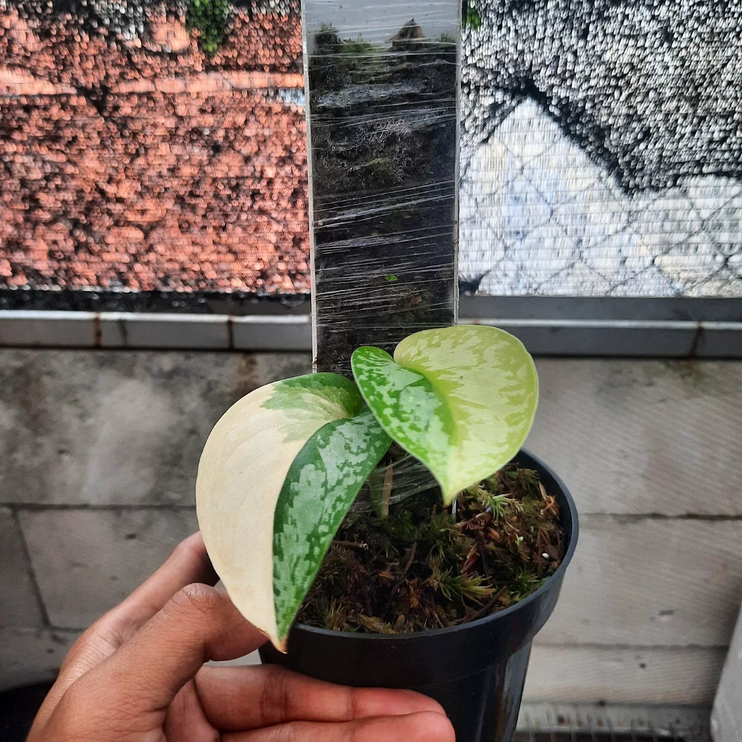Scindapsus Exotica Peasun — photo 5