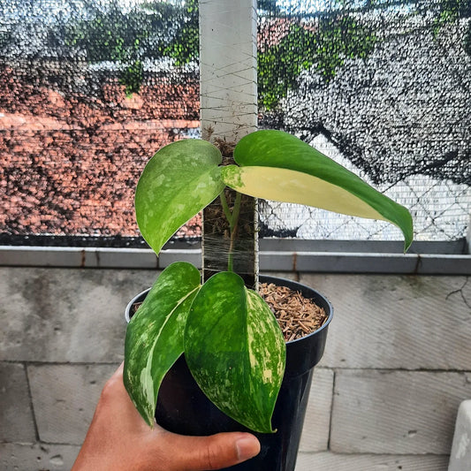 Scindapsus Silver Splash Aurea — rare Indonesian plant