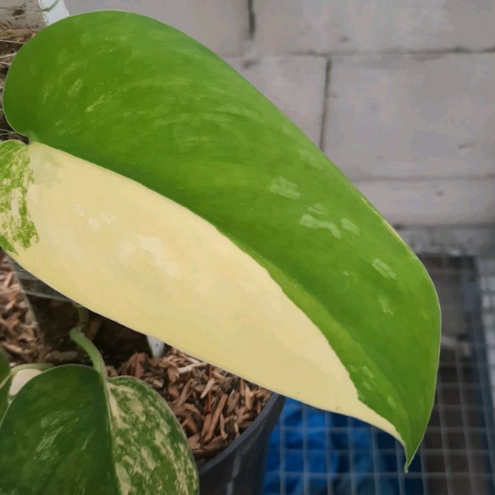 Scindapsus Silver Splash Aurea — photo 2